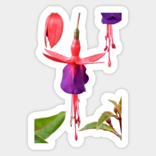 Fuchsia FuchsiaBerry Sticker